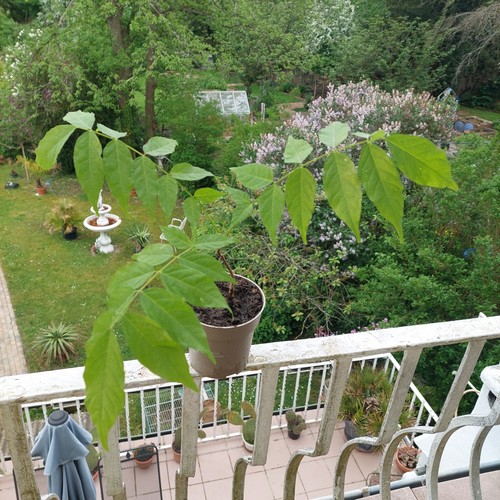 Blauregen wisteria sinensis - blauregen,,