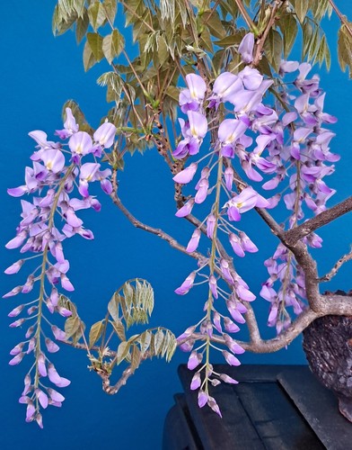 Bonsai blühender blauregen - bonsai,