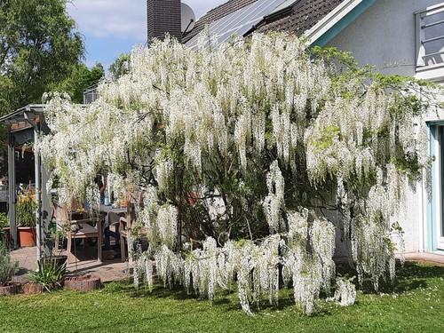 Samen blauregen wisteria - blauregen,