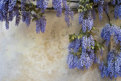Gute blumen samen winterharte - blumen,