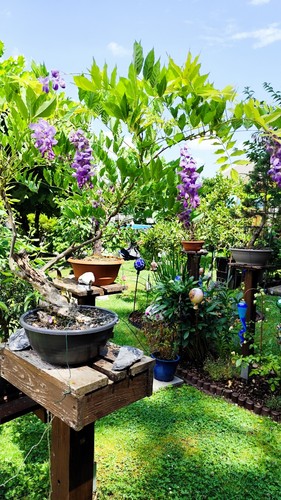 Wisteria sinensis bonsai - wisteria,