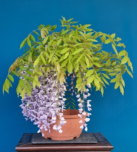 Bonsai blühender blauregen - bonsai,