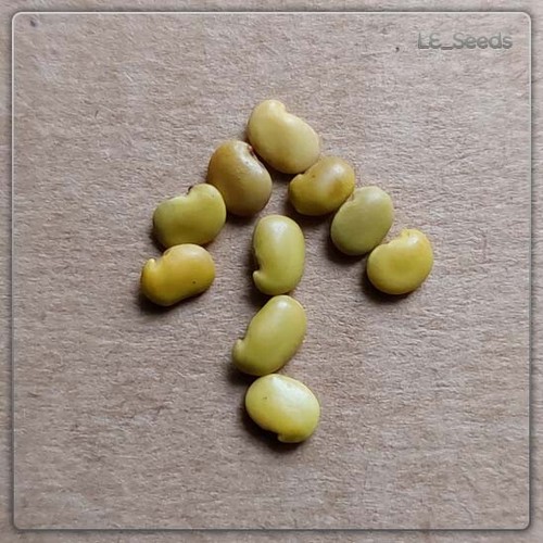 Bolusanthus speciosus - 10,