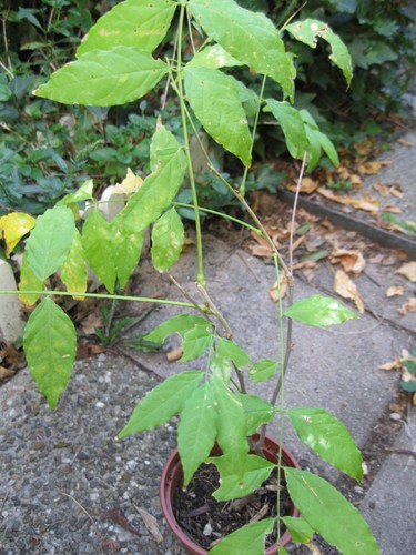 Blauregen wisteria sinensis - blauregen,