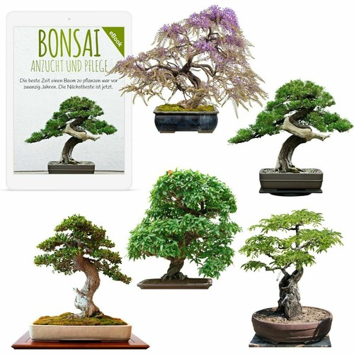 Bonsai samen zur anzucht - zur, des