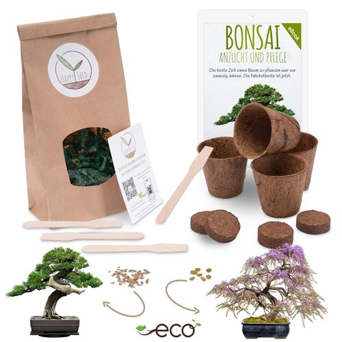 Bonsai starter kit - bonsai, anzuchtset