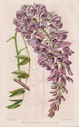 Blauregen wisteria blume - wisteria,