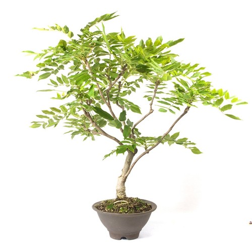 Bonsai blauregen wisteria - bonsai, 'wisteria