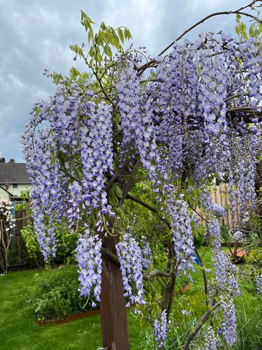 Blauregen - blauregen, sinensis)