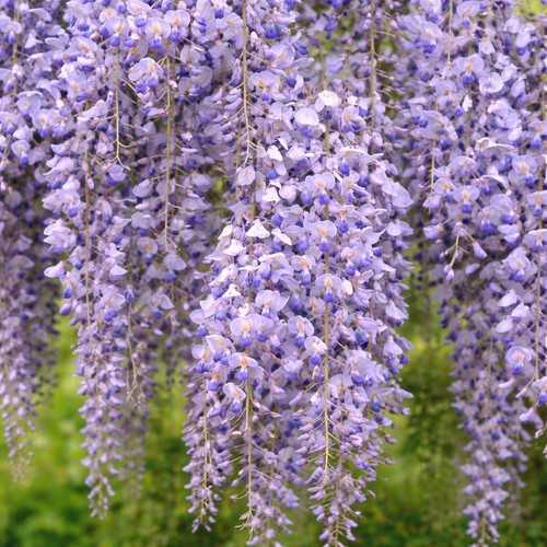 Japanischer blauregen lavender - blauregen,