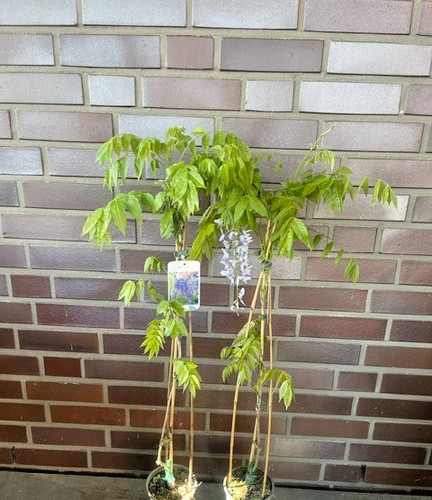 Chinesischer blauregen - blauregen, /