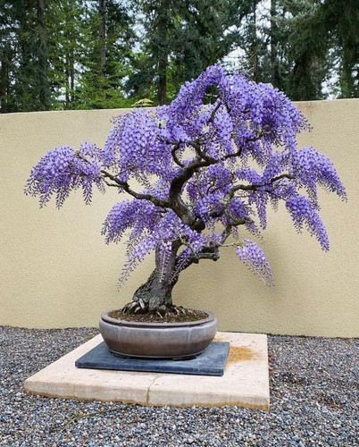 80002180 wisteria blauregen - 80002180,