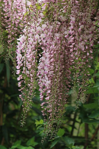 Japanische wisteria - japanische,