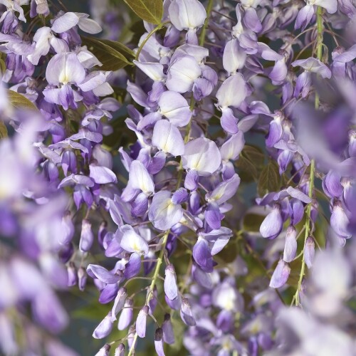 Stück wisteria sinensis - wisteria,