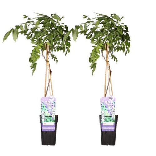 Wisteria sinensis prolific - wisteria,