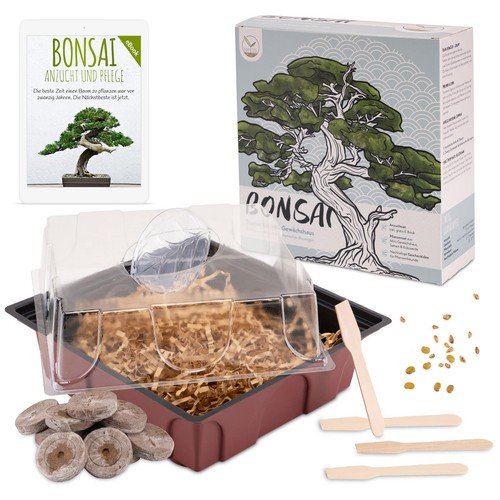 Bonsai starter kit - bonsai, inkl