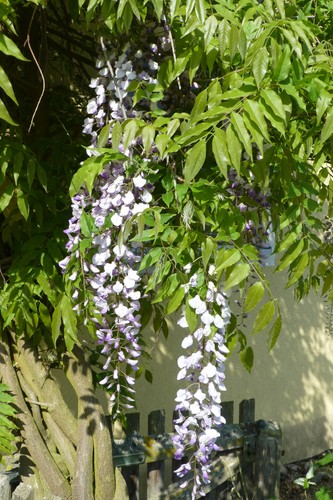 Blauregen wisteria glycinie - blauregen,