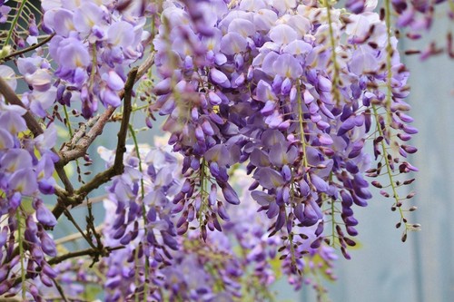 Blauregen prolific wisteria - blauregen,