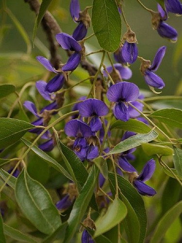 Super blumen samen tolle - super,