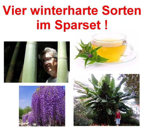 Samen bambus banane - ,