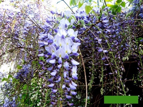 Blauregen samen wisteria - samen,