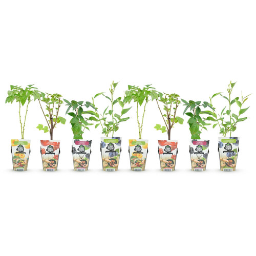 Ribes rubus rainbow - &,