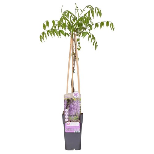 Wisteria floribunda naga noda - wisteria,