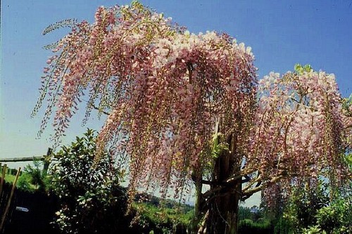 Blauregen rosa veredelte - blauregen, rosa,