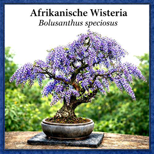 Afrikanischer blauregen - afrikanischer, –