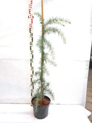 Cedrus deodara eisregen - cedrus,