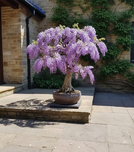 442xz bonsai afrikanischer - bonsai,