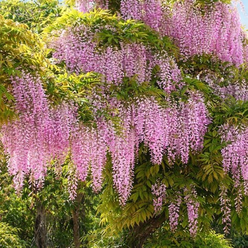Blauregen rosellina im - blauregen,