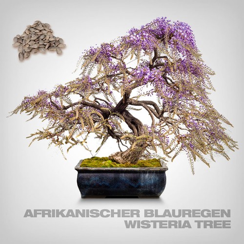 Pflanzensamen afrikanischer - pflanzensamen,,