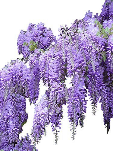Blauregen wisteria sinensis - , -wisteria