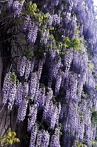 Blauregen wisteria glyzinie - blauregen,, wisteria,
