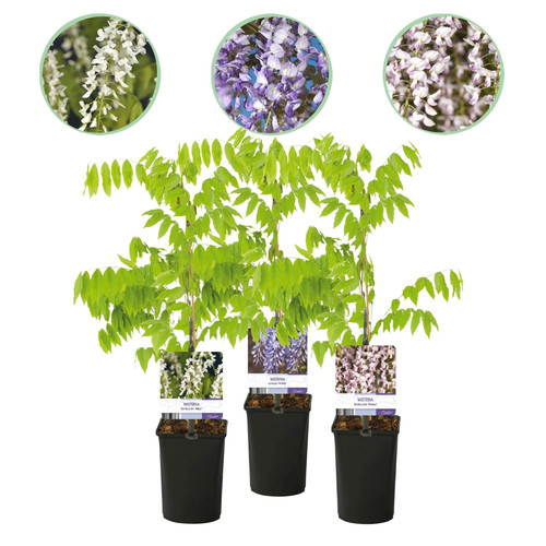 Blauregen wisteria - blauregen,