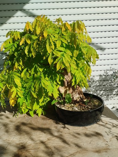Bonsai mega wisteria - mega,