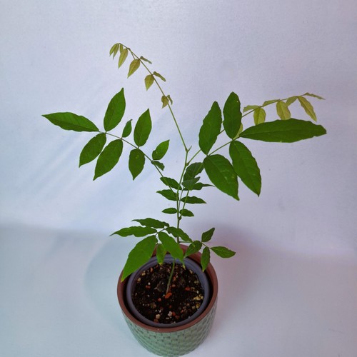 Blauregen wisteria - wisteria, –