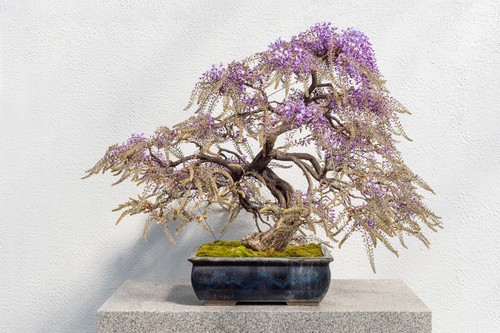 Samen exotische blüten - samen,