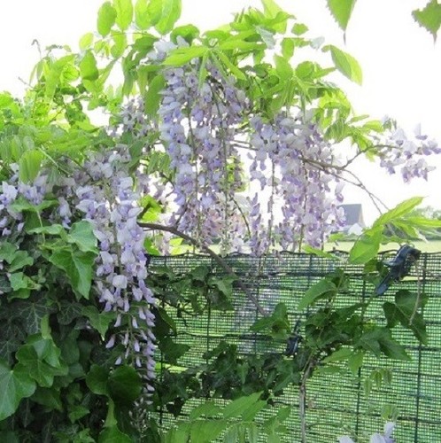 Blauregen wisteria pflanze - wisteria,