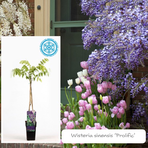 Inter flower garten - inter, blauregen