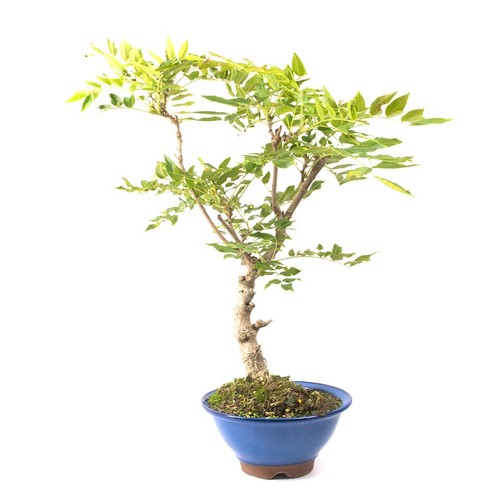 Bonsai blauregen wisteria - bonsai,