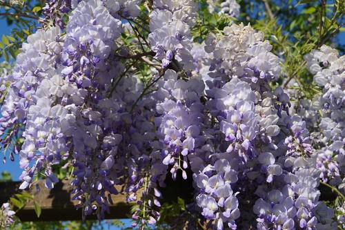 Blauregen prolific 40 60cm - `prolific´,, 40-60cm
