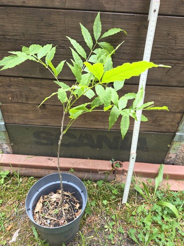 Blauregen pflanze - blauregen,