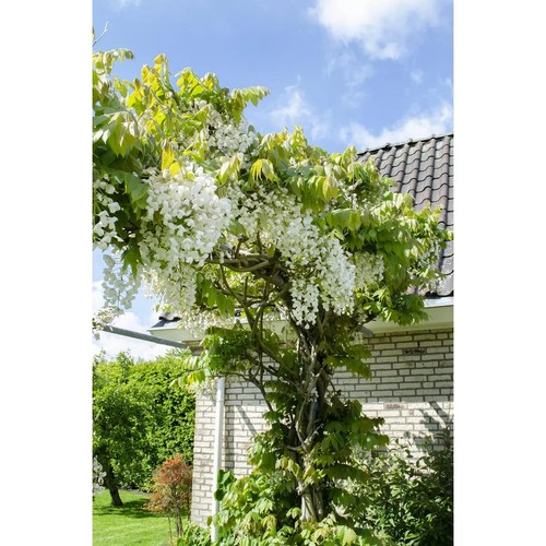 Wisteria floribunda alba