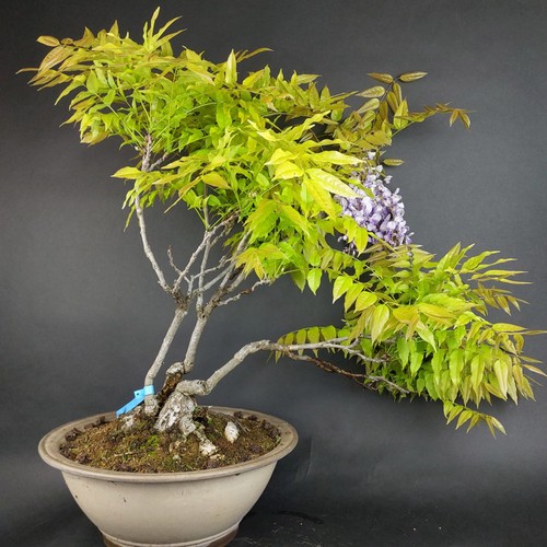 Bonsai wisteria blauregen - bonsai, wisteria,
