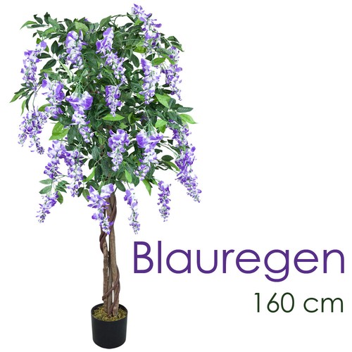 Blauregen glyzinie wisteria - blauregen,