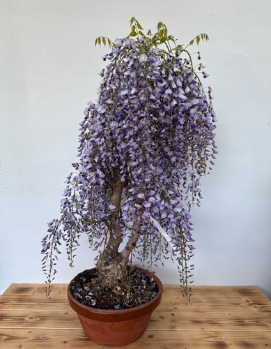 Bonsai wisteria floribunda - floribunda, nr