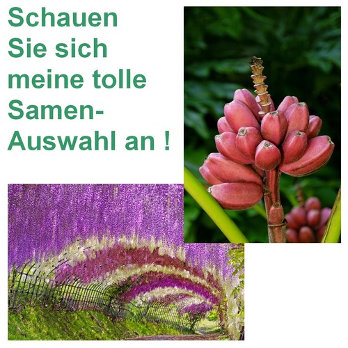 Samen schöner blauregen und - schöner,