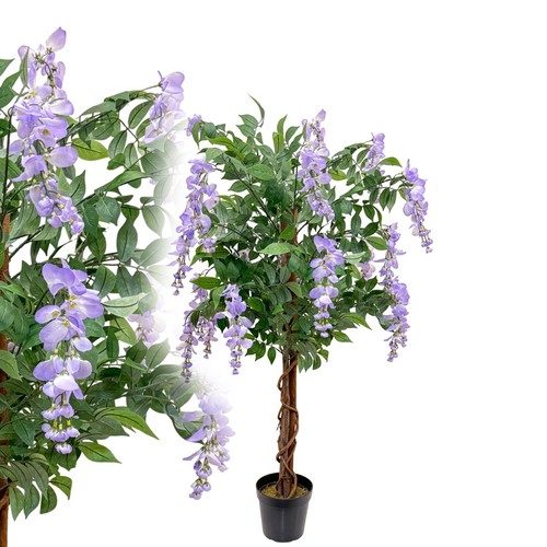 Blauregen wisteria 120 - blauregen,